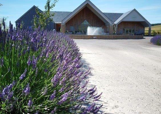 avenue of lavender